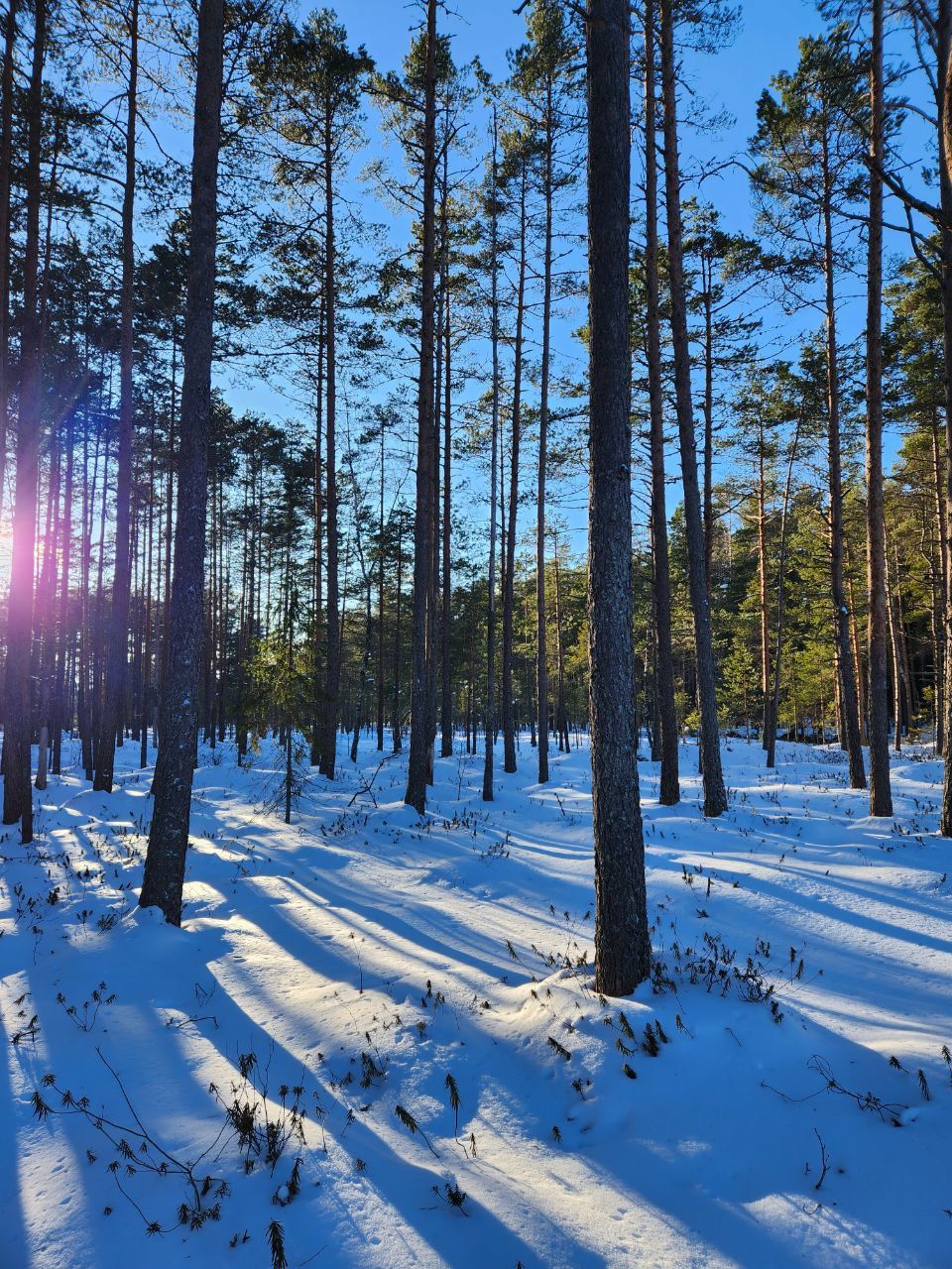 Sun through pines