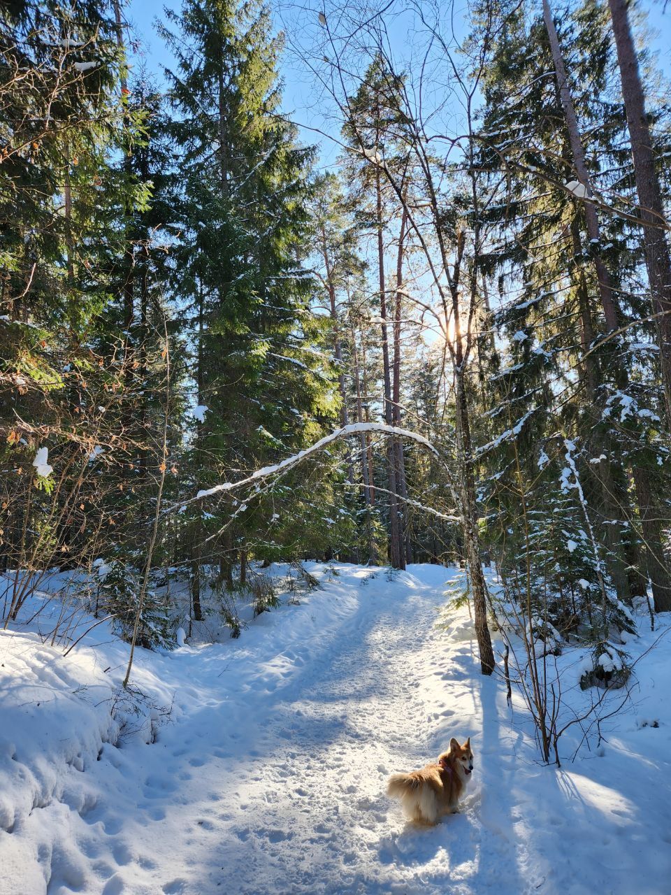 Corgi in the forest