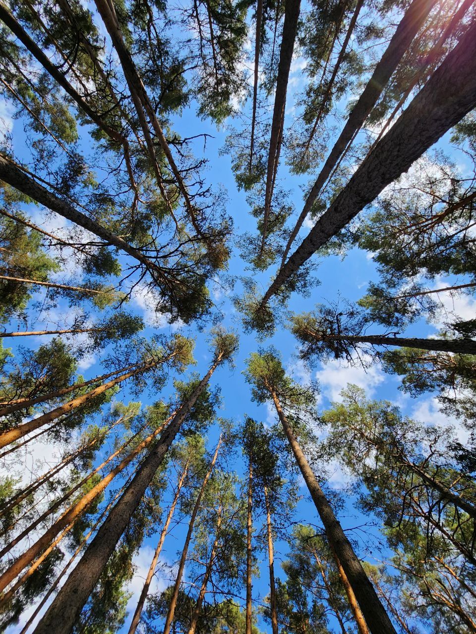Sky through pines