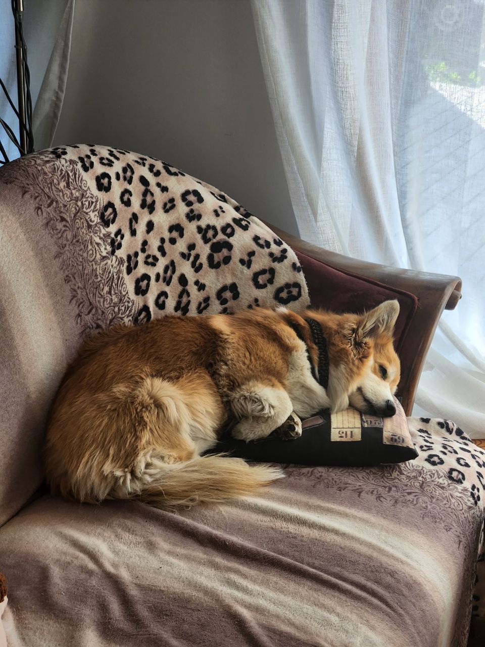 Corgi on the couch